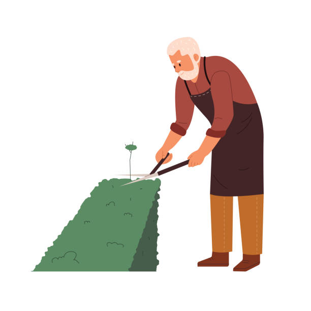 Elderly man gardener cutting bushes with big scissors Elderly man gardener cutting bushes with big scissors. Old male character in apron landscaping and taking care of plants in yard. Gardening concept. Flat vector illustration isolated on white background branch trimmers stock illustrations