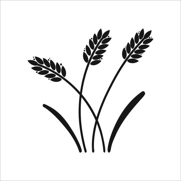 밀 귀. 보리 또는 쌀 검은 실루엣, 맥주 또는 베이커리 로고 격리 된 요소, 라벨 및 엠블럼에 대 한 유기농 농장 요소, 빵 포장, 장식 개체, 익은 작은 이삭, 벡터 일러스트 레이 션 - barley grass wheat isolated stock illustrations