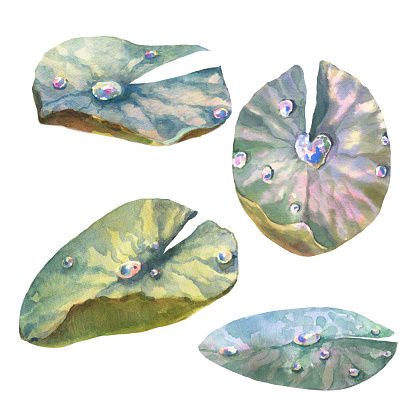 Water lily watercolor hand drawn botanical illustration. Water pond plant leaves with dew drops on an isolated white background.