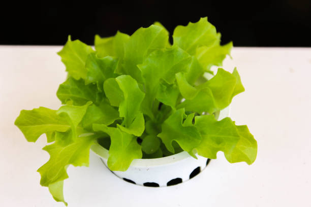 Vegetable hydroponic system, farm vegetable plants on water without soil agriculture in the greenhouse organic for health food