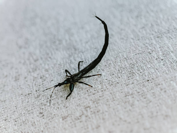istock Thysanoptera, these insects are classified as polyphagous pests 1440927093