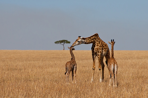 giraffe.   wildlife and nature in its purest form in africa, kenya and tanzania