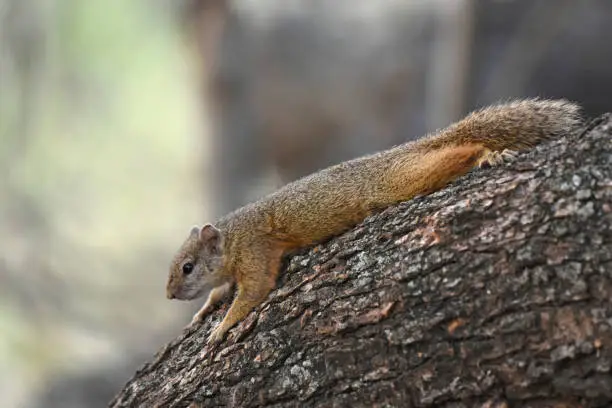 Tree squirrels use their forefeet to manipulate food items when feeding. They scatter-hoard seeds next to tree trunks or grass tufts, thereby facilitating tree regeneration.