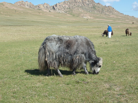 Yaks in the solitary steppe of Terelj valley, Tuv province, Mongolia. The behaviour of the yaks is calm in the open steppes like this. They are friendly to the people around them.