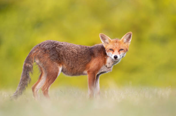 istock Close up of a red fox in summer 1440931561