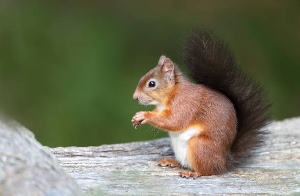 istock Close up of a Red squirrel sitting on a tree trunk 1440931562