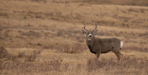 istock Mule deer buck with a swollen neck during the rut 1440932566