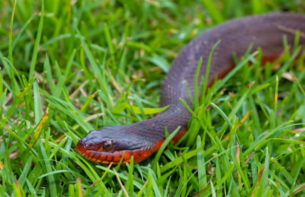 istock Snake in the early moring grass 1440932570
