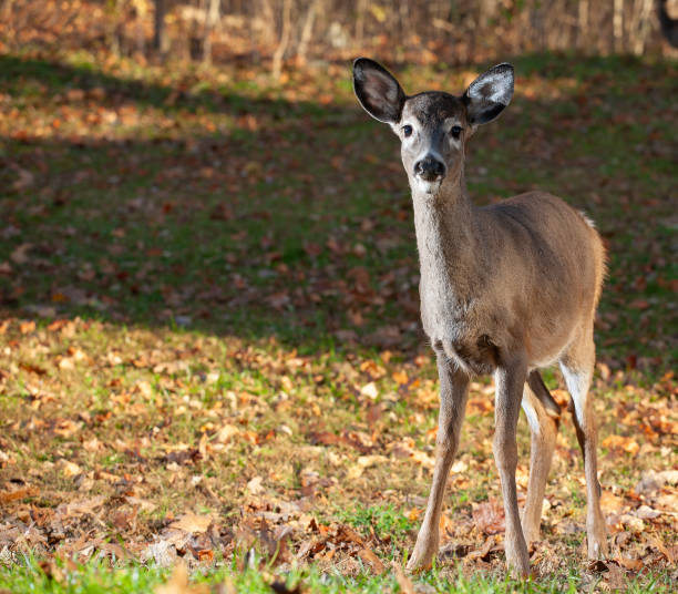istock One whitetail deer near a forest edge 1440932573
