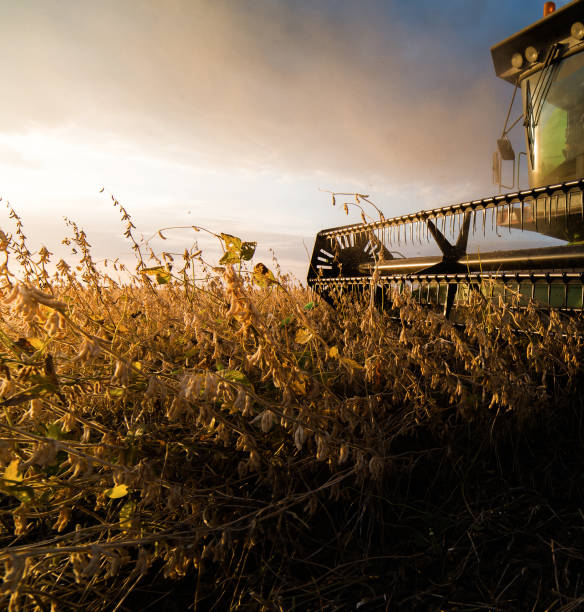 istock Harvesting of soybean field with combine. 1440932995