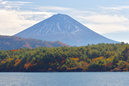 Reflection of Mt. Fuji and beautiful autumn leaf color on calm water surface of Lake Saiko, one of Fuji Five Lakes, located in Fuji-Kawaguchiko,  Yamanashi Prefecture, Japan.