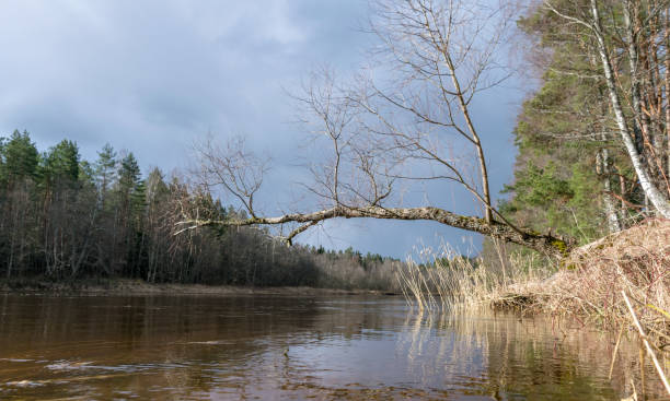 istock beautiful sunny landscape with river 1440934901