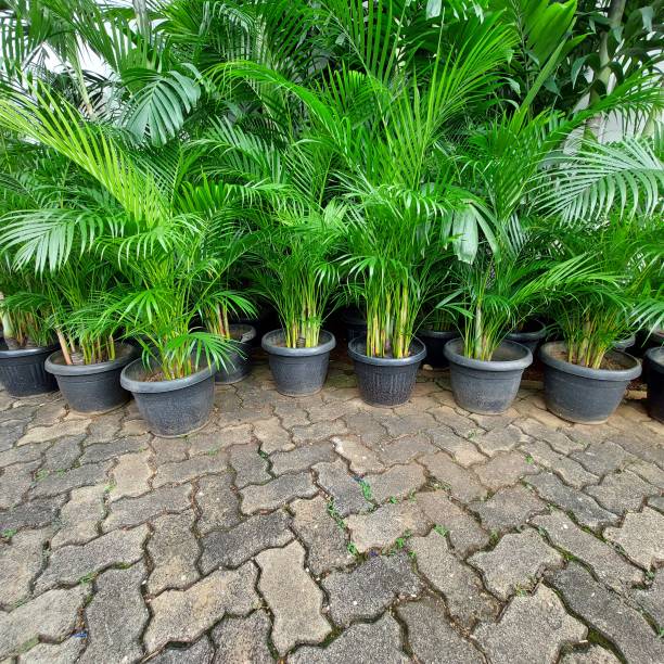 istock palm plants ready to be moved to the garden 1440935014