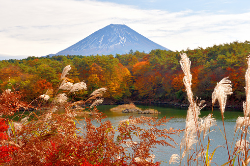 View of Mt. Fuji and beautiful autumn leaf color at Lake Shoji, one of Fuji Five Lakes, located in Fuji-Kawaguchiko,  Yamanashi Prefecture.
Mt. Fuji is designated as UNESCO World Heritage site.