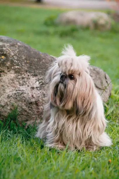 Photo of Shitsu Puppy on Grass