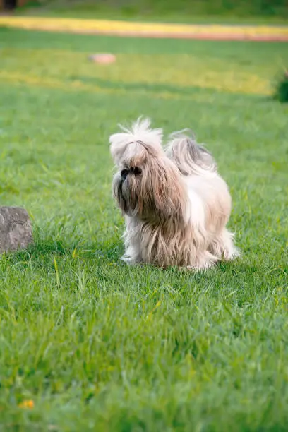 Photo of Shitsu Puppy on Grass