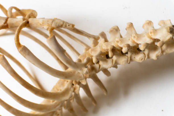 anatomia degli uccelli. sistema scheletrico di uccelli. molte costole e vertebre - skeleton key foto e immagini stock