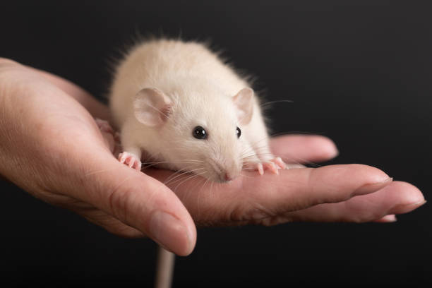 istock white baby rat close up 1440941882