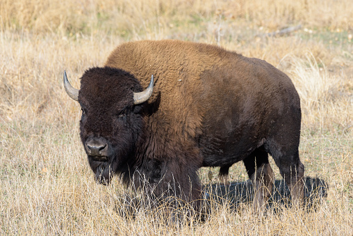 North American Mammals. American Bison on the high plains of Colorado.