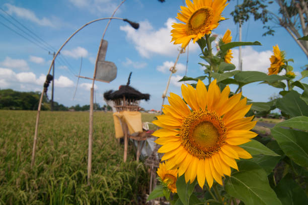 Girasol Bali - foto de stock