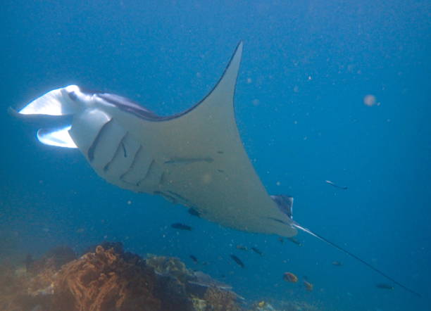 istock Manta ray swimming 1440942758