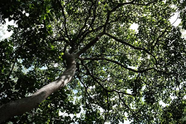 istock Bottom View of Trees in the Park Background. 1440943236