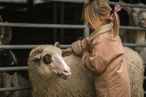 adorabile bambina abbraccia simpatiche pecore bianche nel terreno agricolo. piccola ragazza caucasica felice che accarezza una pecora alla fattoria - petting zoo foto e immagini stock