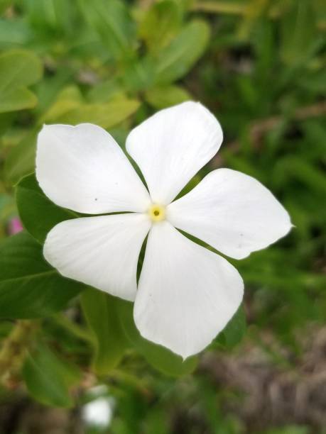 istock White flower in the garden 1440945419