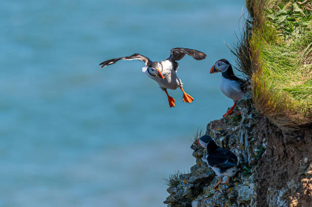 istock Atlantic Puffin, fratercula arctica, flying with nesting material in beak 1440945863