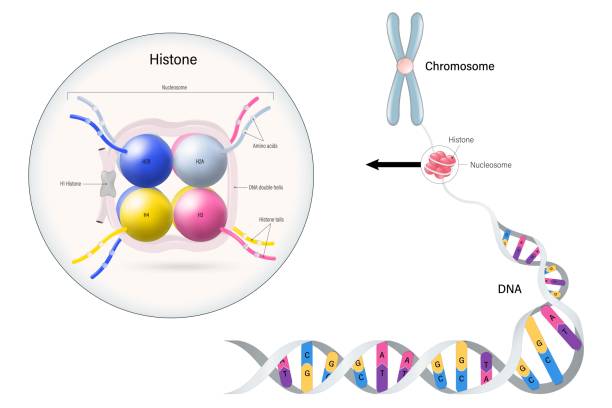 wektor histonów. rdzeń białek histonowych (h2a, h2b, h3 i h4). nukleosom. chromosom i dna podwójna helisa. - chromatid stock illustrations