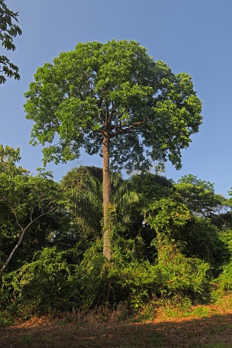 Brazil nute tree in rainforest\n\nAlta Floresta, Brazil.               July