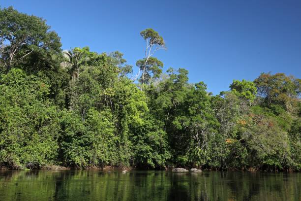 istock rainforest along bank of Rio Azul 1440947256