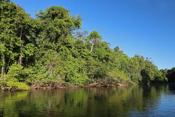 istock rainforest along bank of Rio Azul 1440947277