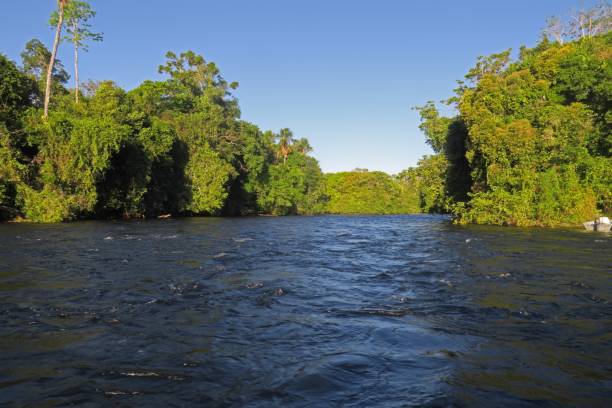 istock tropical rainforest along Rio Azul 1440947373
