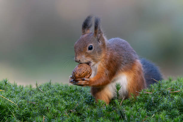 istock Eurasian red squirrel (Sciurus vulgaris) eating a walnut in the forest 1440947518