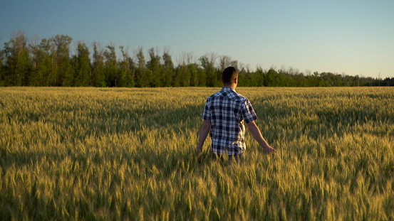 A young man in a shirt is walking on a green wheat field. A man walks and touches the ears of wheat. Back view. 4k