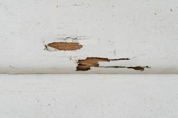 Close-up view of the termites damage on the house wall. stock photo