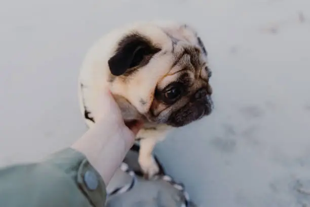 Photo of A woman petting a cute pug at the beach