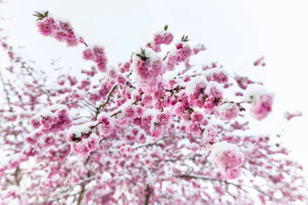 Ice and snow cover trees and cherry blossoms of the Japanese ornamental cherry after a cold front in spring, Bavaria, Germany