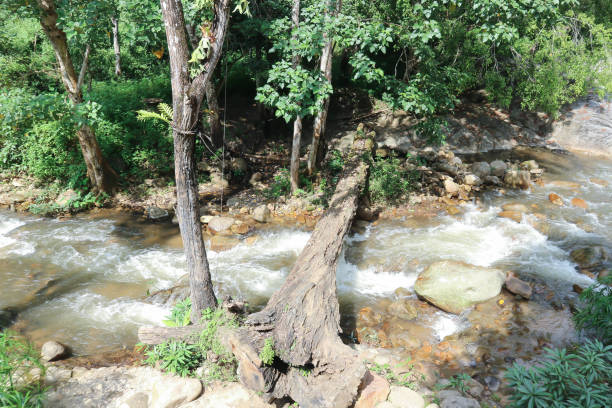 cachoeira e árvore na floresta ou rio, rocha e tronco perto do rio - bounce off - fotografias e filmes do acervo