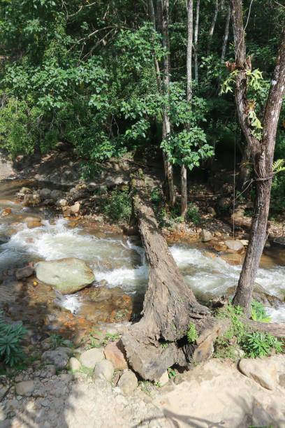 водопад и дерево в лесу или реке, скала и бревно возле реки - bounce off стоковые фото и изображения