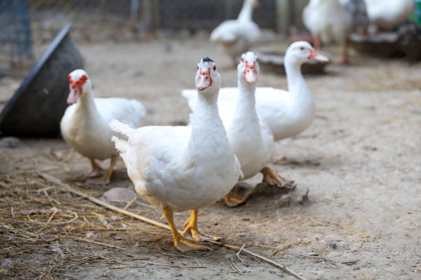 istock Group white duck in farm thailand 1440951329
