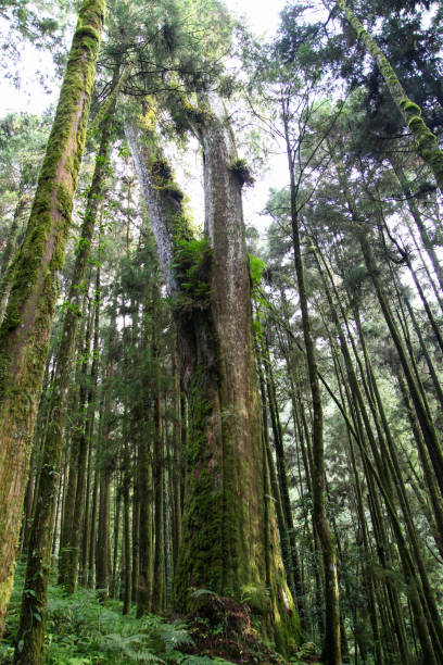 istock Old Big tree at Alishan national park area in Taiwan. 1440951473