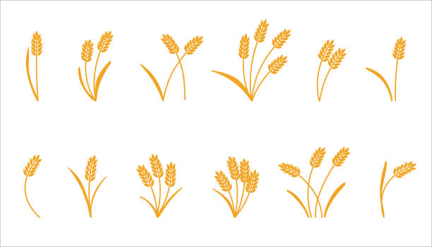 밀 귀. 보리 또는 쌀 노란색 실루엣, 맥주 또는 베이커리 로고 격리 된 요소, 라벨 및 엠블럼을위한 유기농 농장 요소, 빵 포장, 장식 개체, 익은 작은 이삭, 벡터 세트 - barley grass wheat isolated stock illustrations