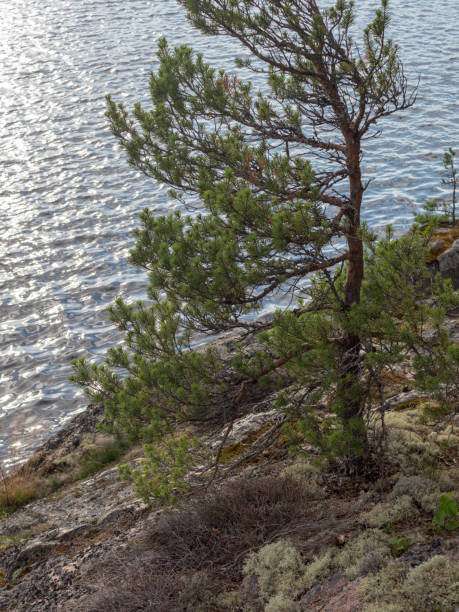 istock pine tree on a rock by the water 1440951755