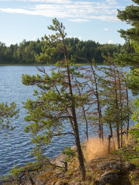 istock pine trees on the lake 1440951756