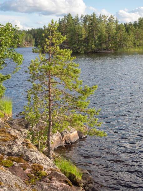 istock pine trees on the lake 1440951760
