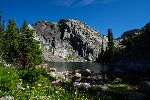 Blooming wildflowers in front of a granite dome in the Beartooth wilderness in Montana