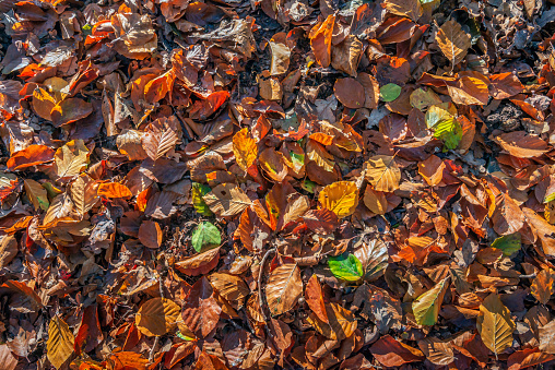 Full screen closeup of fallen beech tree leaves in varied colors and shades on the forest floor of a Dutch forest at the beginning of a sunny day in the autumn season.