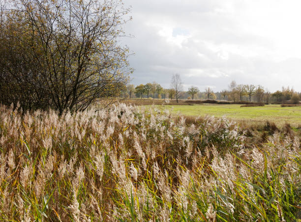 This Picture is made in the Province of Overijssel (Tongerense heide), a Fen Landscape in Autumn of 2022.